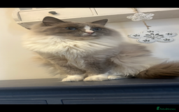 Ragdoll cats for sale: Rag dolls  - Image 3