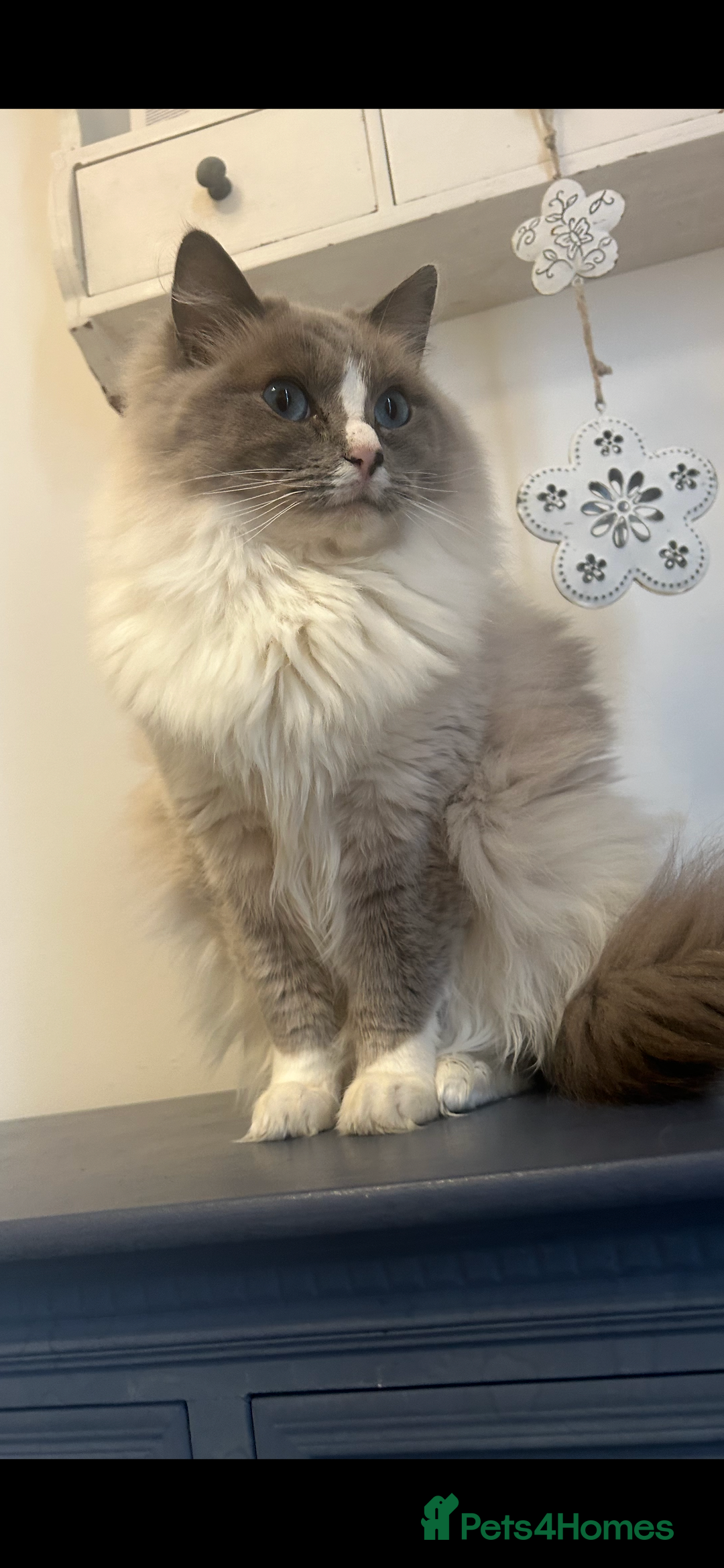 Ragdoll cats for sale: Rag dolls  - Image 3