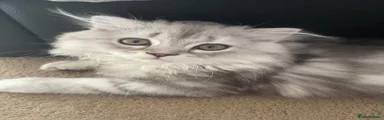 Scottish Fold Kitten 1