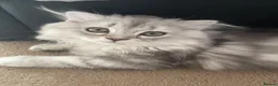 Scottish Fold cats for sale: Scottish Fold/Straight - Advert 6