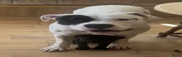 American Bulldog dogs for sale: New home  in Ware - Advert 2