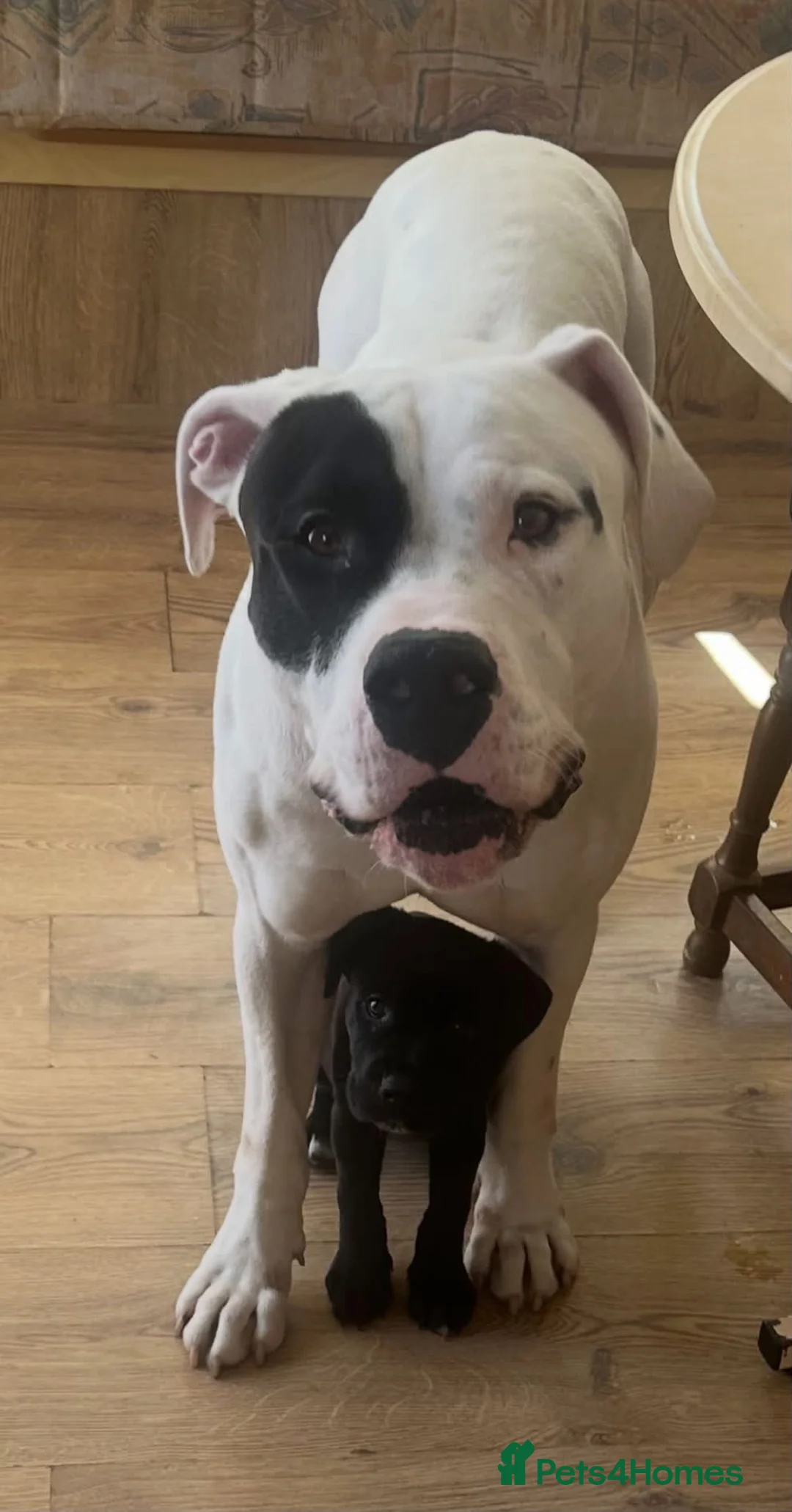 American Bulldog dogs for sale: New home  in Ware - Advert 2