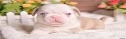 Pug dogs for sale: Kc registered Pugs - Advert 1