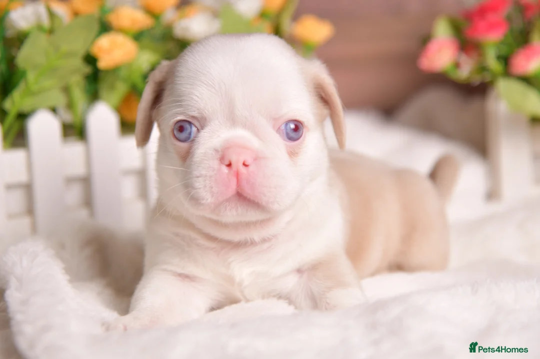 Pug dogs for sale: Kc registered Pugs - Advert 1