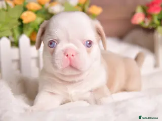 Pug dogs for sale: Kc registered Pugs - Advert 3