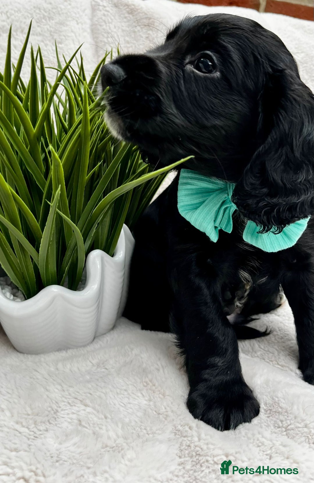 Cocker Spaniel dogs for sale: 2 beautiful cocker spaniels  - Image 8