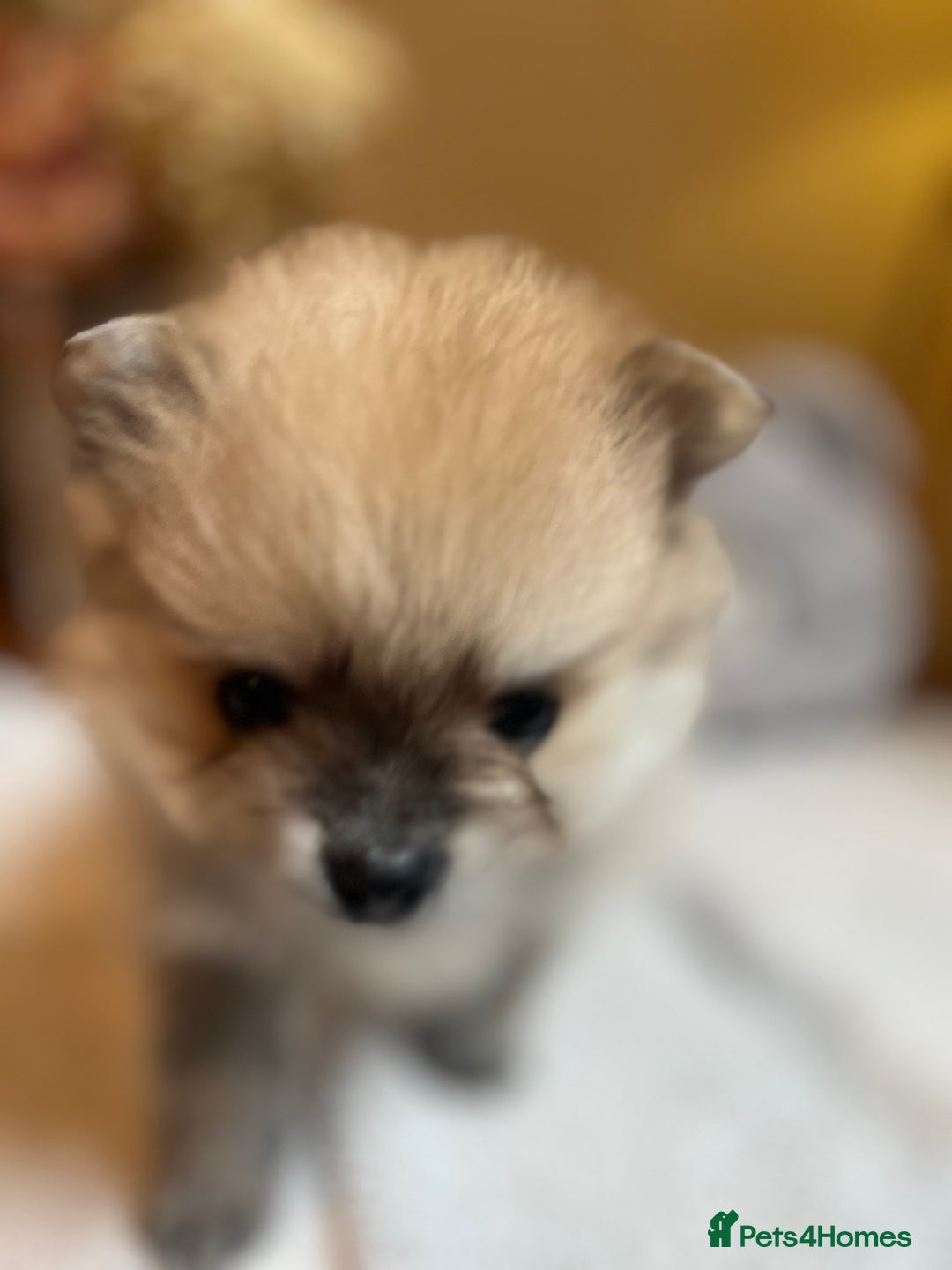Pomeranian dogs for sale: Pomeranian puppies to die for - Advert 16