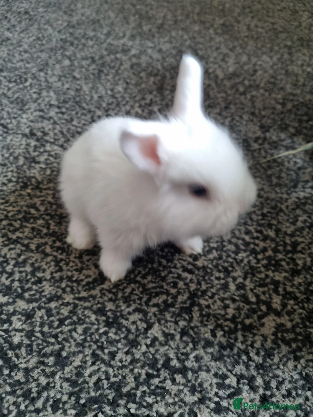 Dwarf Lop rabbits for sale: Dwarfs baby rabbits  - Advert 8