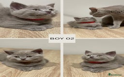 Mixed Breed cats for sale: 6 beautiful kittens ready for their new homes. - Image 4