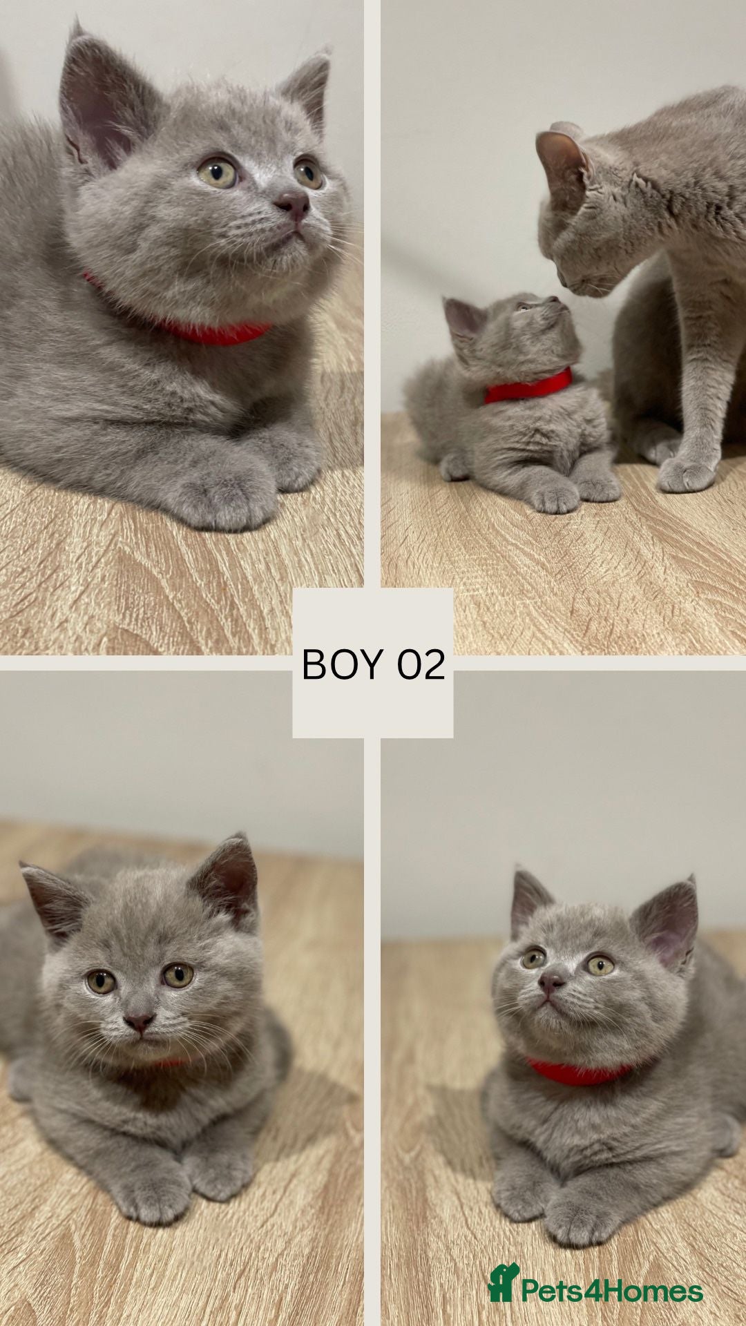 Mixed Breed cats for sale: 6 beautiful kittens ready for their new homes. - Image 4