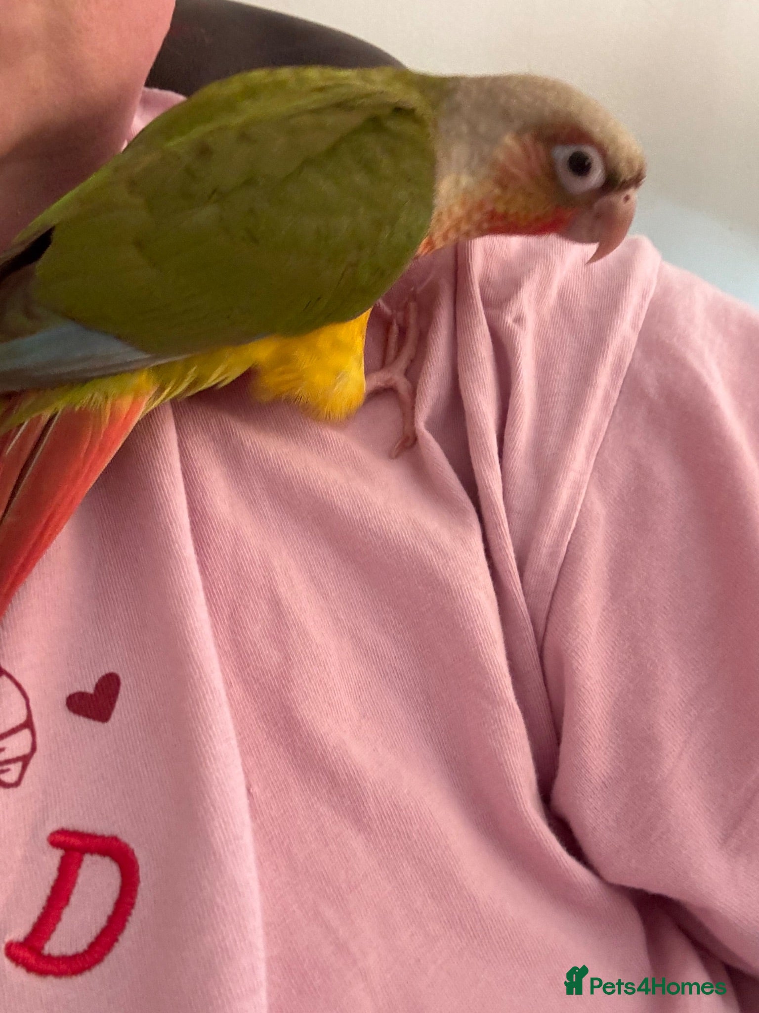 Conures birds Silly tame baby conure with cage  - Advert 1