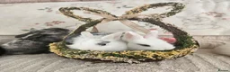 Mixed Breed rabbits for sale: 1 lop/dutch blue eyes 2 lop/lionhead - Advert 12