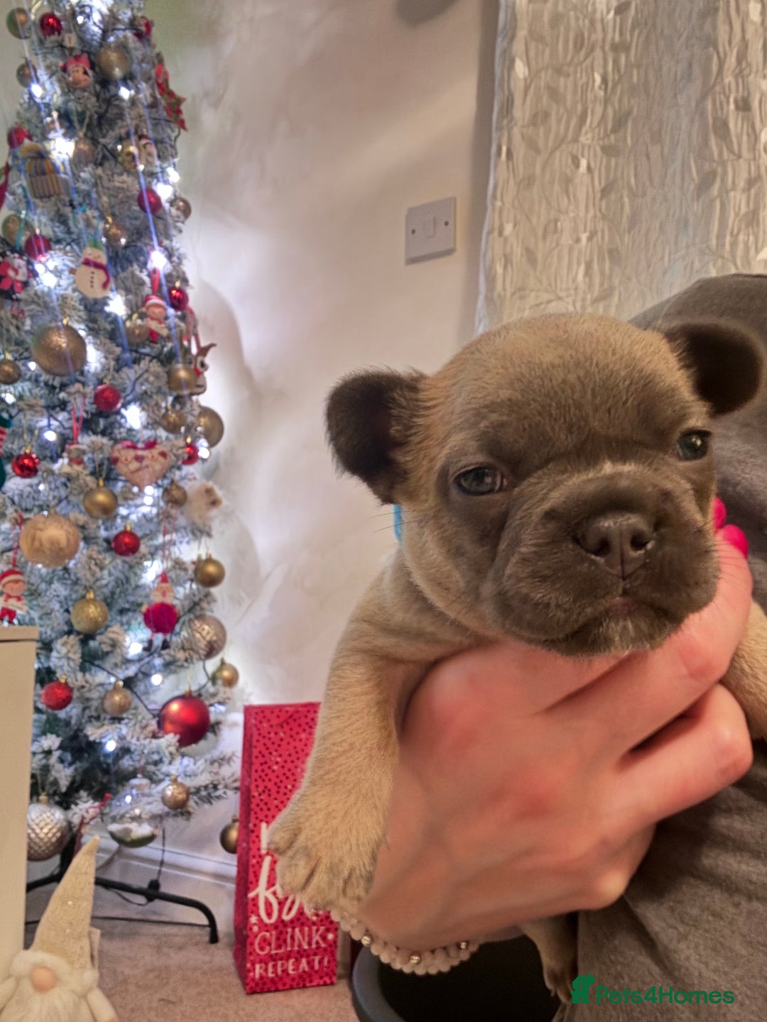 French Bulldog dogs for sale: French Bulldog puppies for sale  - Advert 4