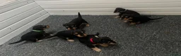 Airedale Terrier dogs for sale: Airedale Terrier Puppies in Cambridge - Advert 5