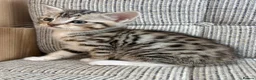 British Shorthair cats for sale: British Shorthair kittens. - Advert 5