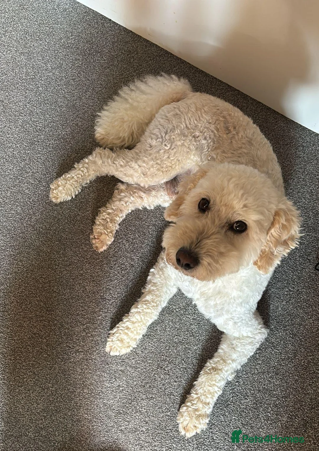 Yorkiepoo dogs for sale: Adorable Yorkiepoo Puppies Available - Litter of 6 - Advert 15