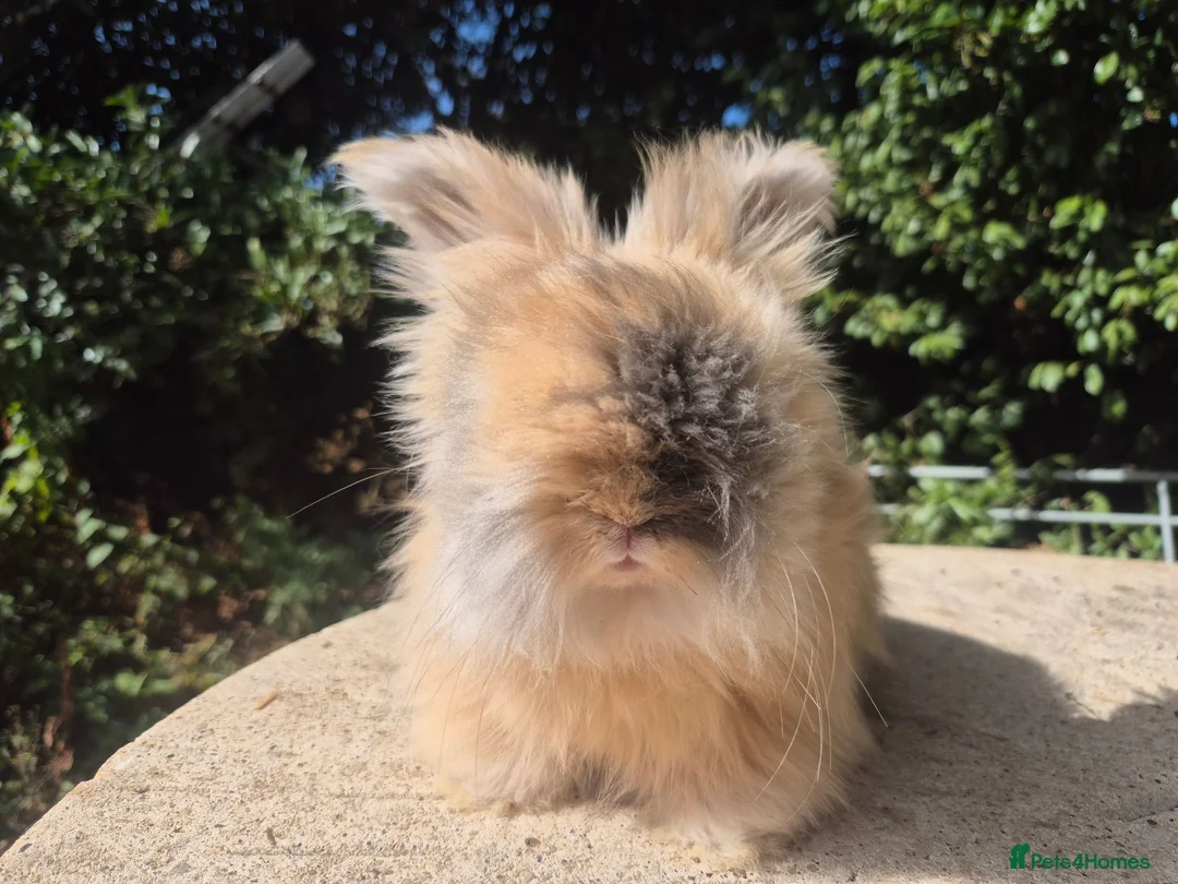 Angora rabbits for sale: 💙READY NOW-FULL FACE ANGORA BOY-PARENTS FROM🇫🇷 - Advert 7