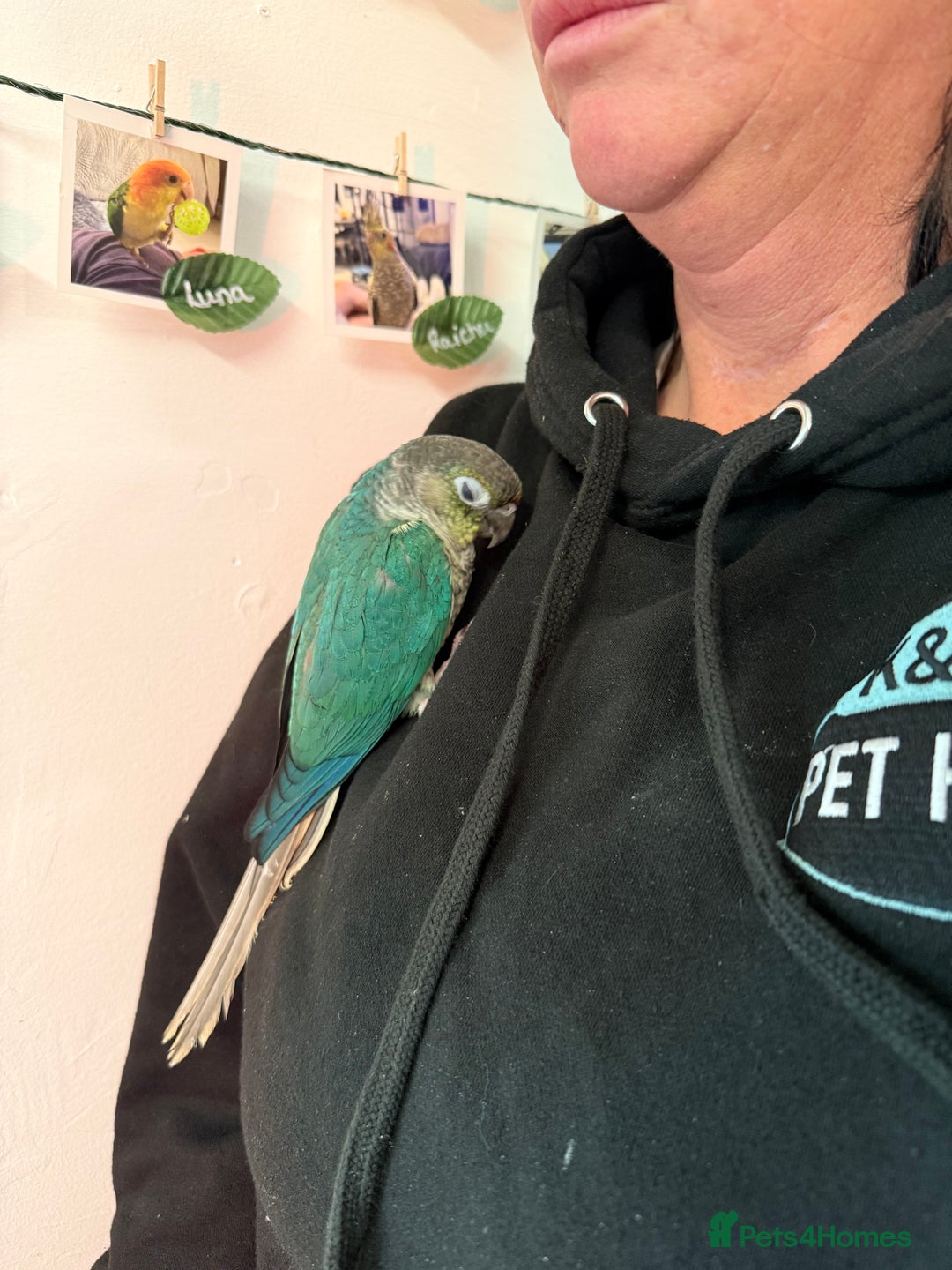 Conures birds for sale: Hand reared baby turquoise male conures,hand tame  - Image 4
