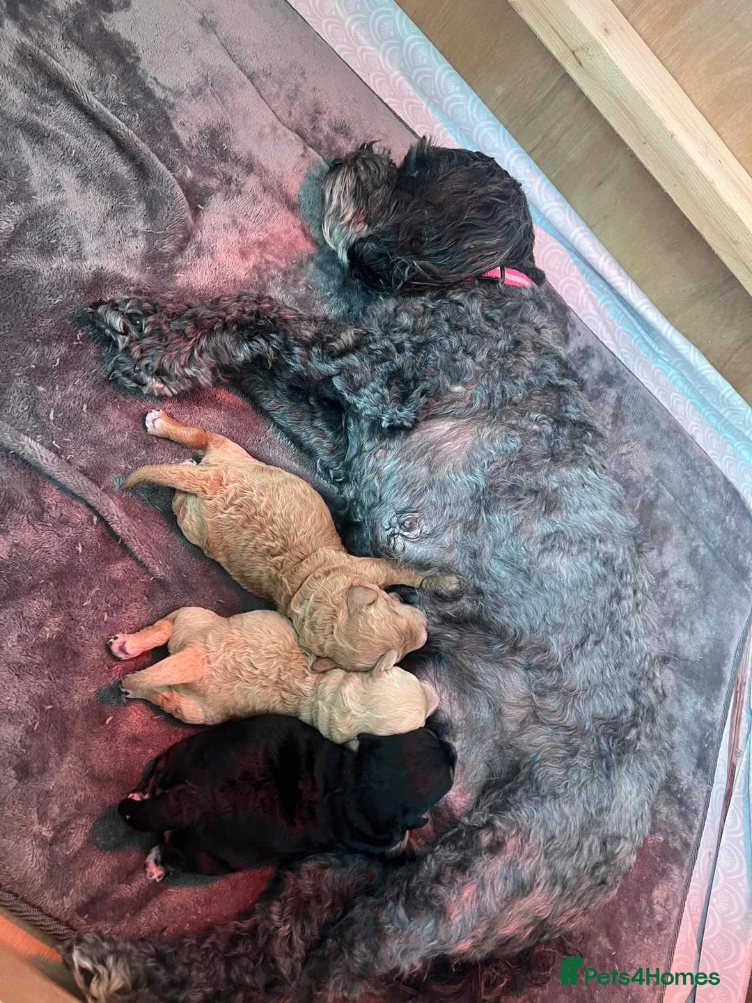 Poochon dogs for sale: Beautiful Poochon Puppies - Advert 9