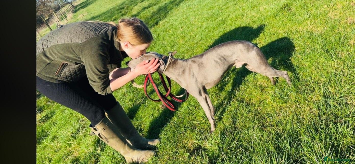 Whippet dogs ✨Beautiful whippet puppies✨ - Advert 2