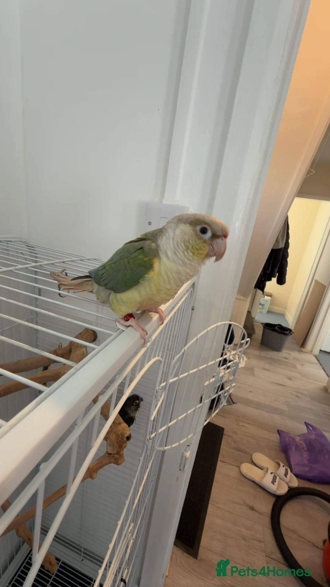 Parrots birds for sale: 2 talking baby parrots in South Ockendon - Advert 7