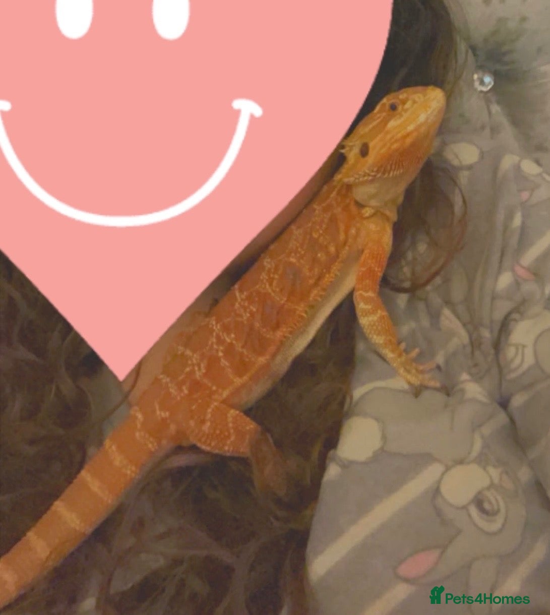 Bearded Dragon reptiles Tango bearded dragon - Advert 3