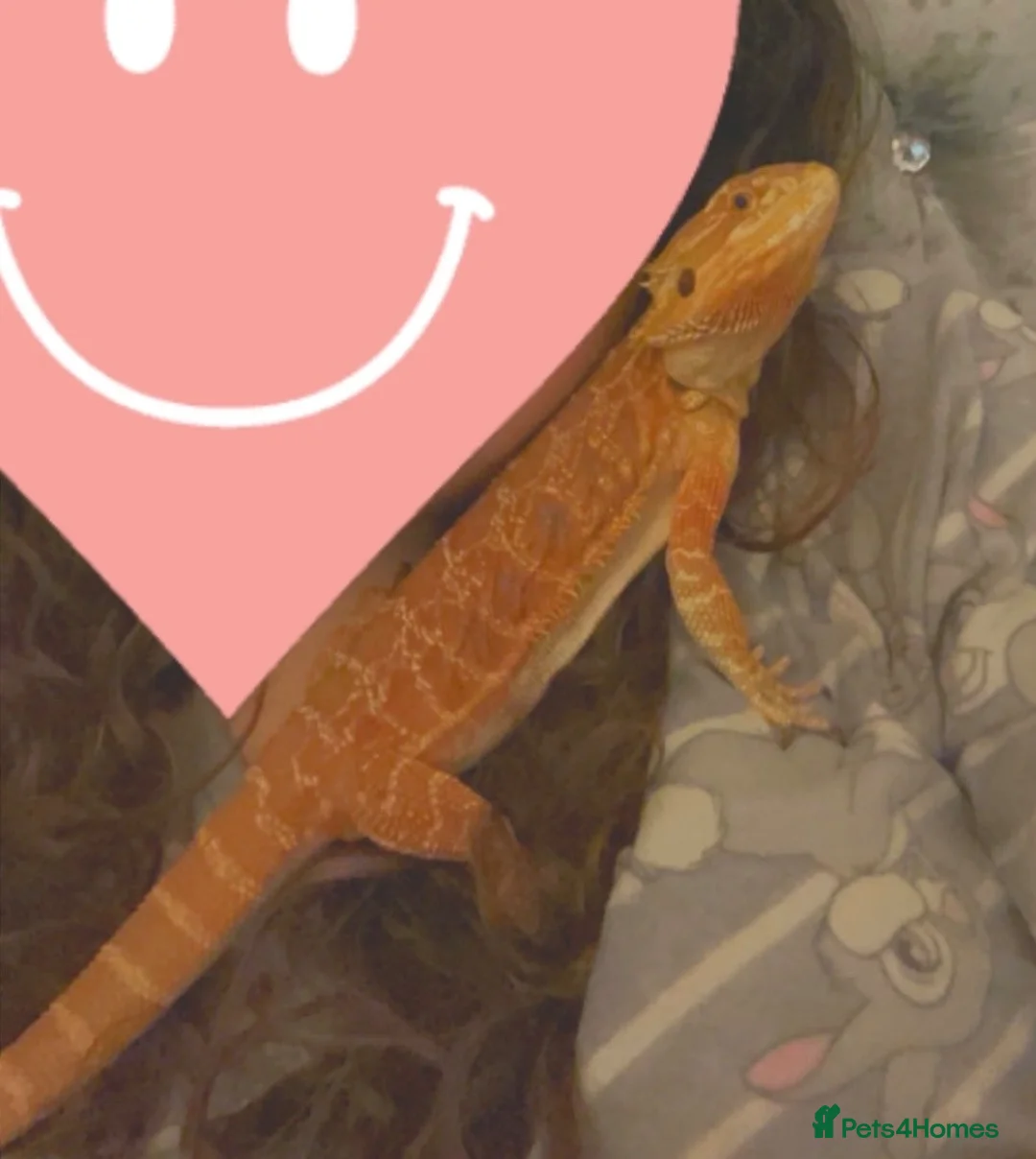 Bearded Dragon reptiles for sale: Tango bearded dragon - Advert 1