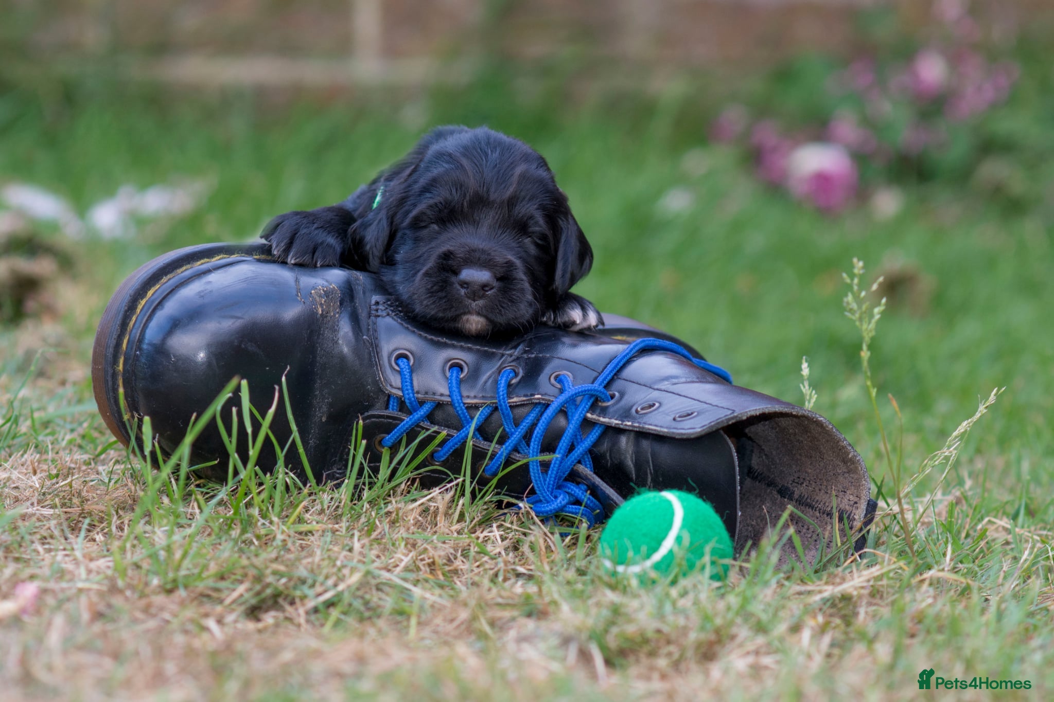 Sprocker dogs for sale: Sprocker puppies in Scunthorpe - Advert 8