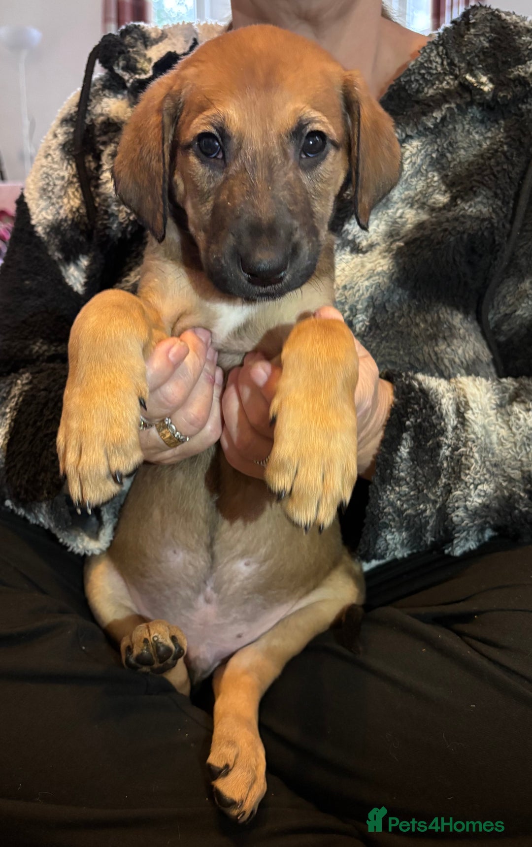 Mixed Breed dogs for sale: SalukiX⭐️ ONLY 4 Left ! READY TO GO  - Advert 8