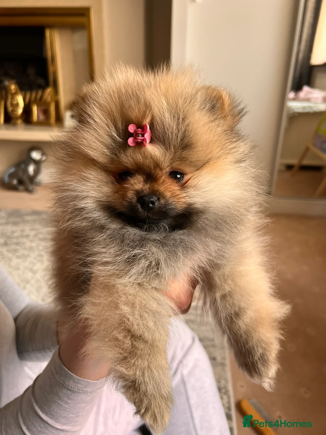Pomeranian dogs for sale: Pomeranian Puppies looking for their new homes❤️ - Advert 3