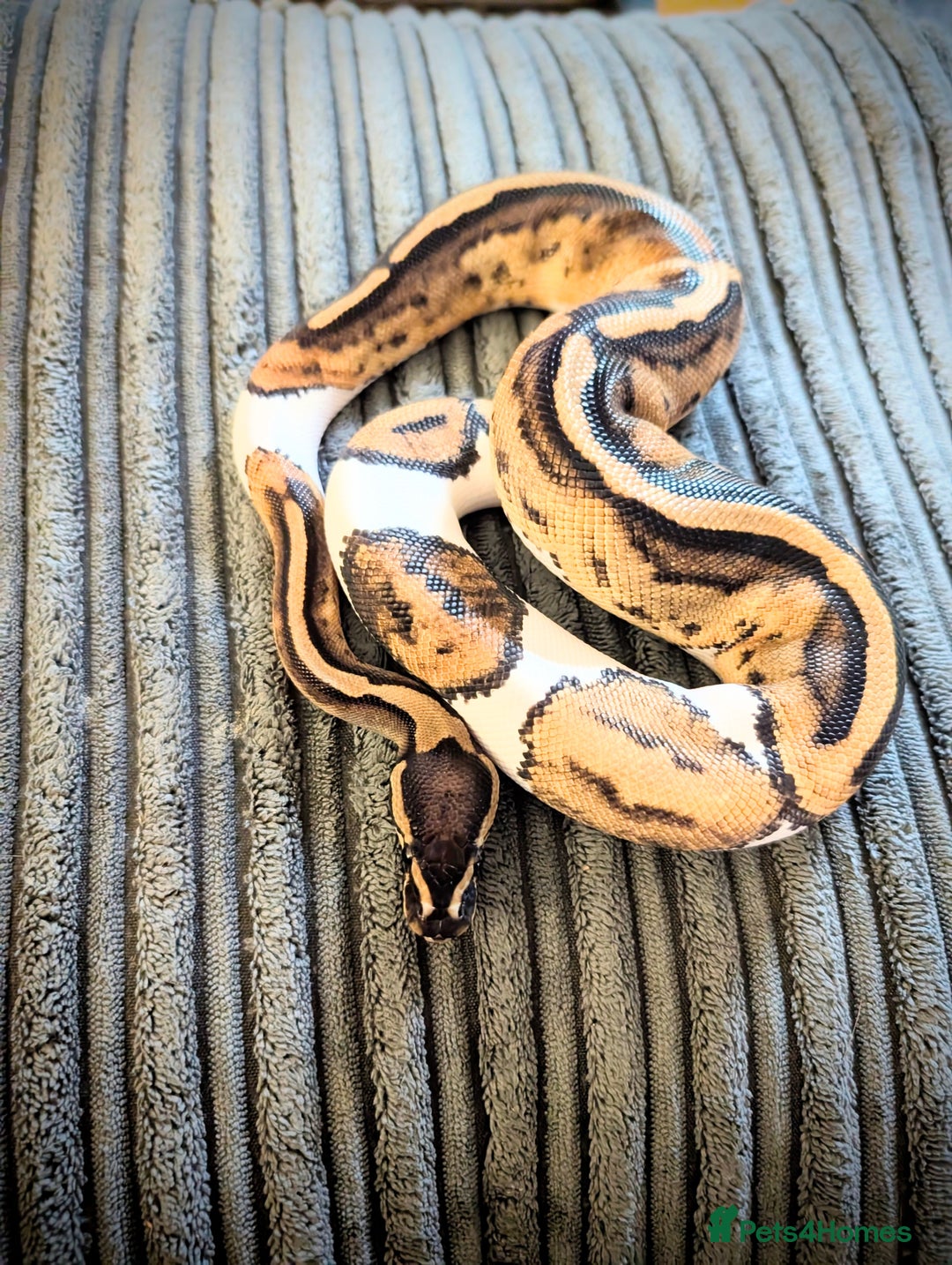 Python Snake reptiles for sale: Pied Ball Python female  - Advert 2