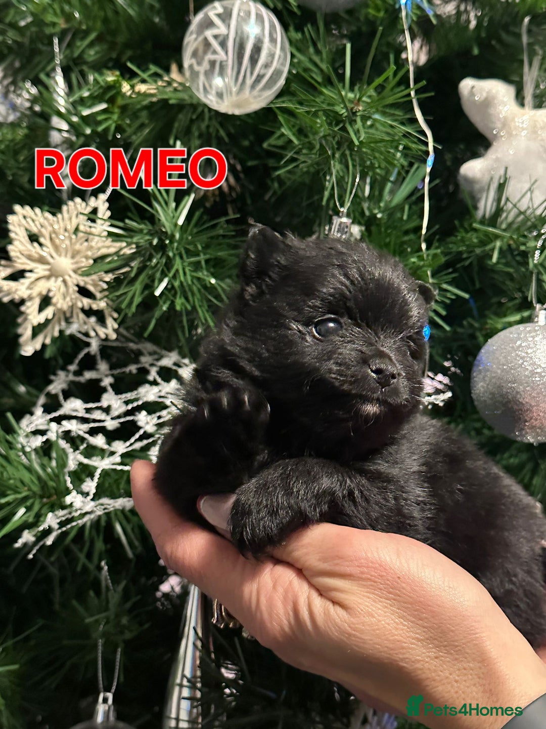 Pomeranian dogs for sale: ONE-TIME ONLY PUREBRED POM PUP (BLUE MERLE PARENT) - Advert 20