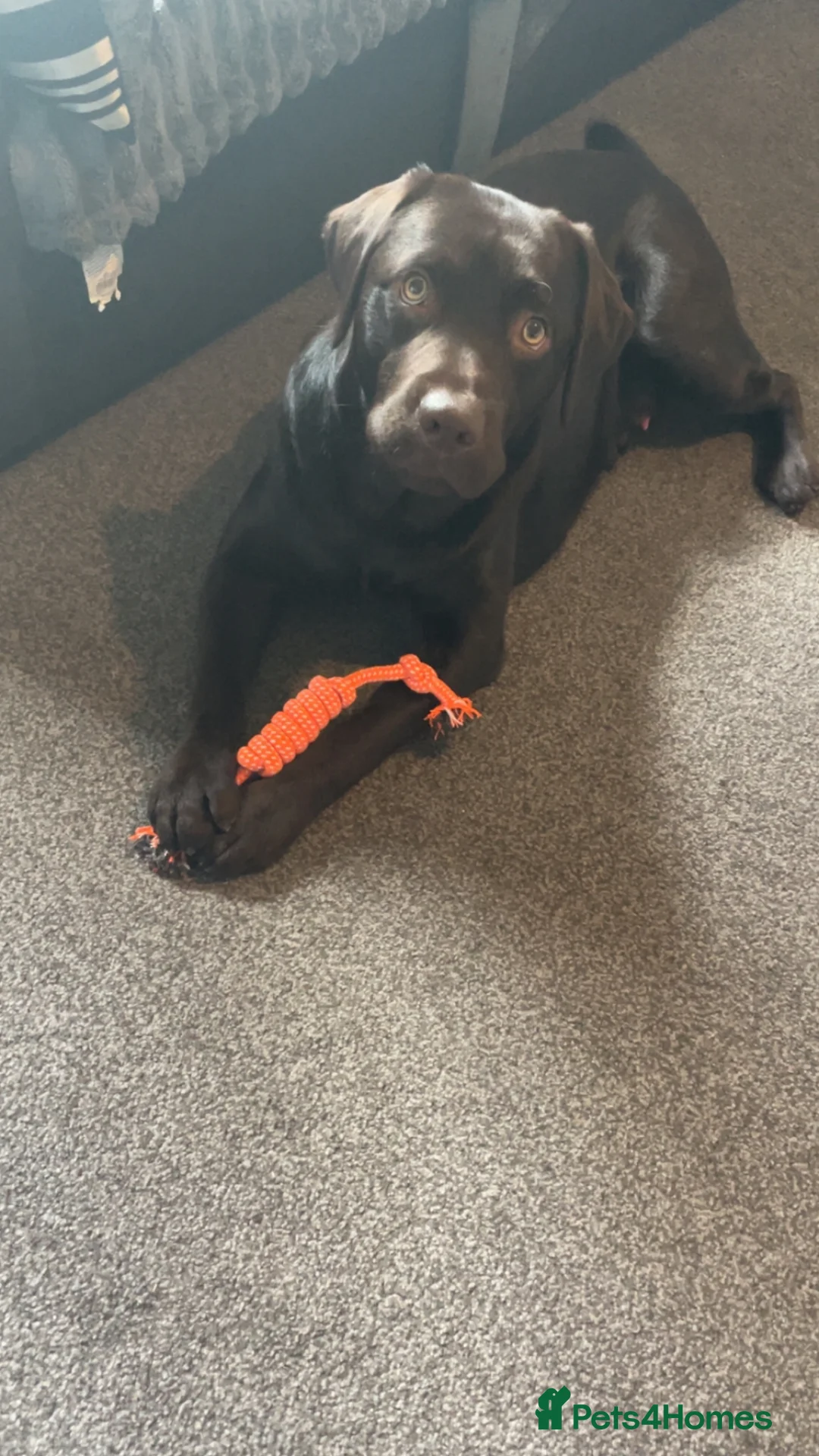 Labrador Retriever dogs for stud: KC Registered Chocolate Labrador Retriever  in Renfrew - Advert 2