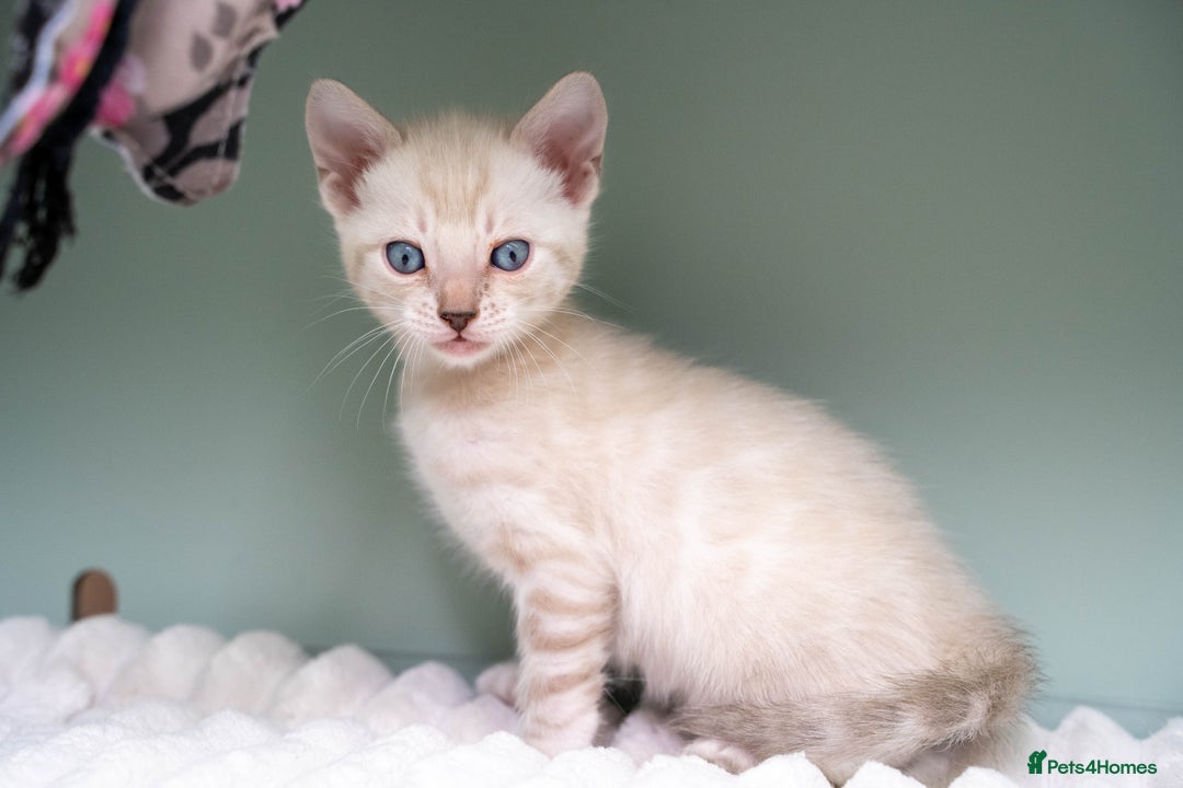 Bengal cats for sale: Frankie-Stunning Snow Bengal-TICA-Available now! - Image 29