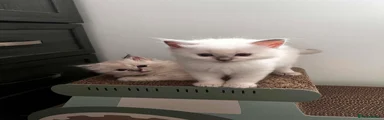 Ragdoll Kitten 3
