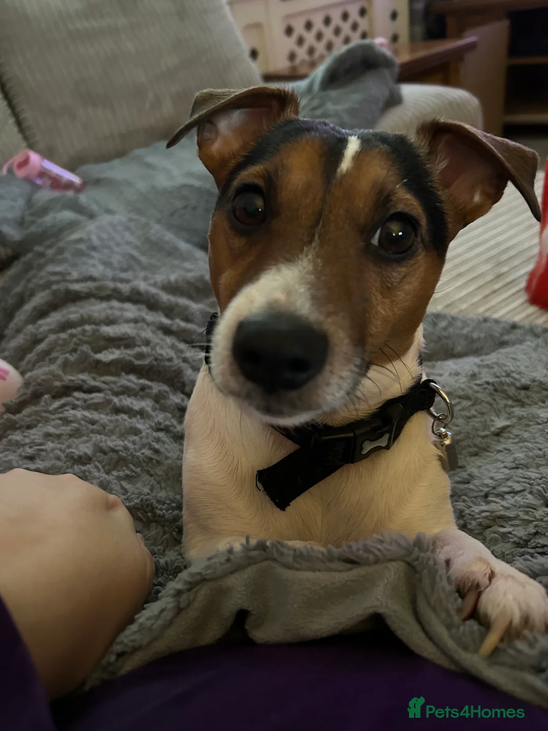 Jack Russell dogs for stud: Jack Russell for Stud in Basildon - Advert 8