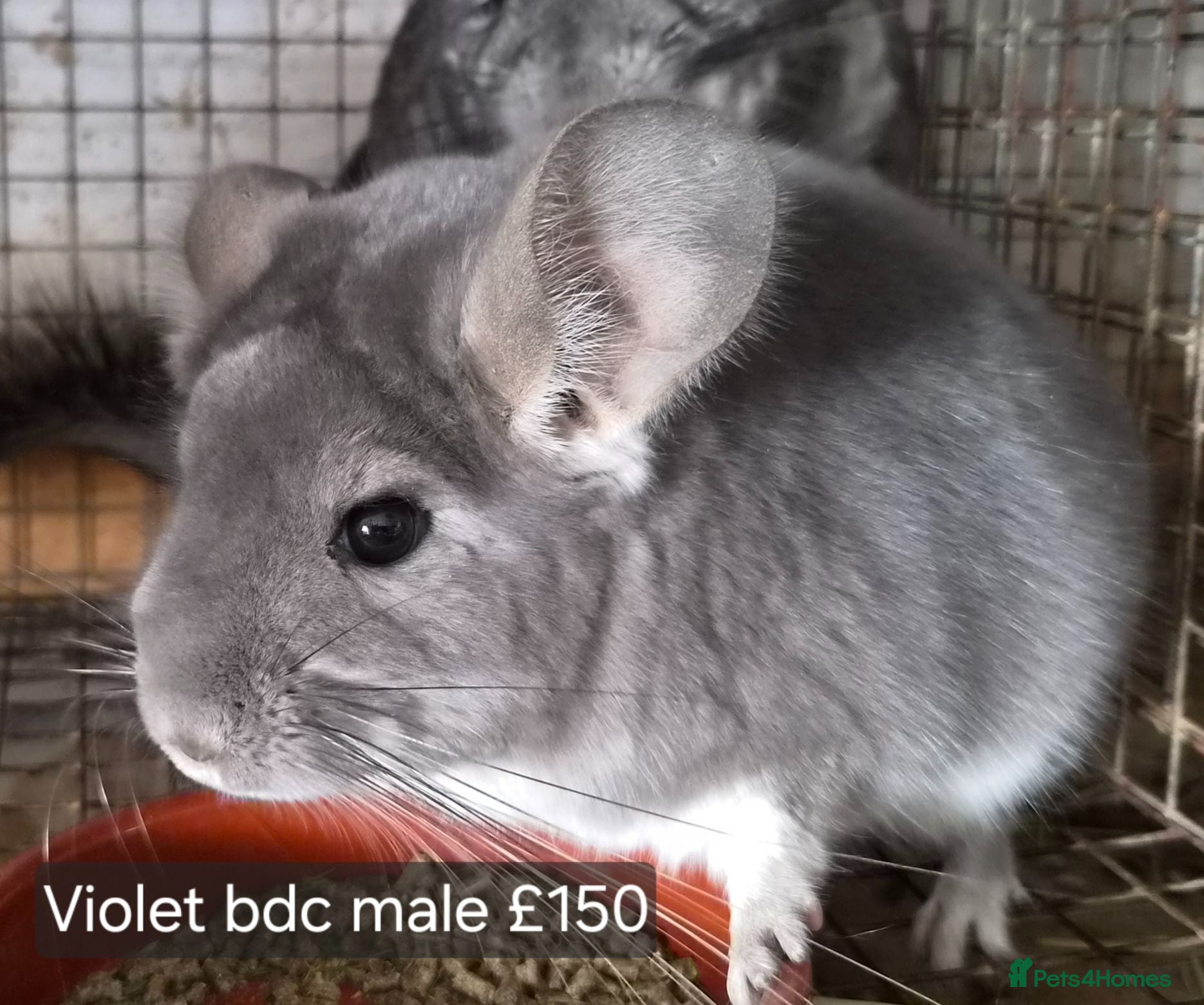 Chinchilla rodents Beautiful chinchillas - various colours - Advert 1