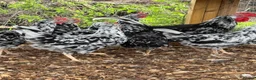 Chickens poultry for sale: Ex chequer leghorns  - Advert 4