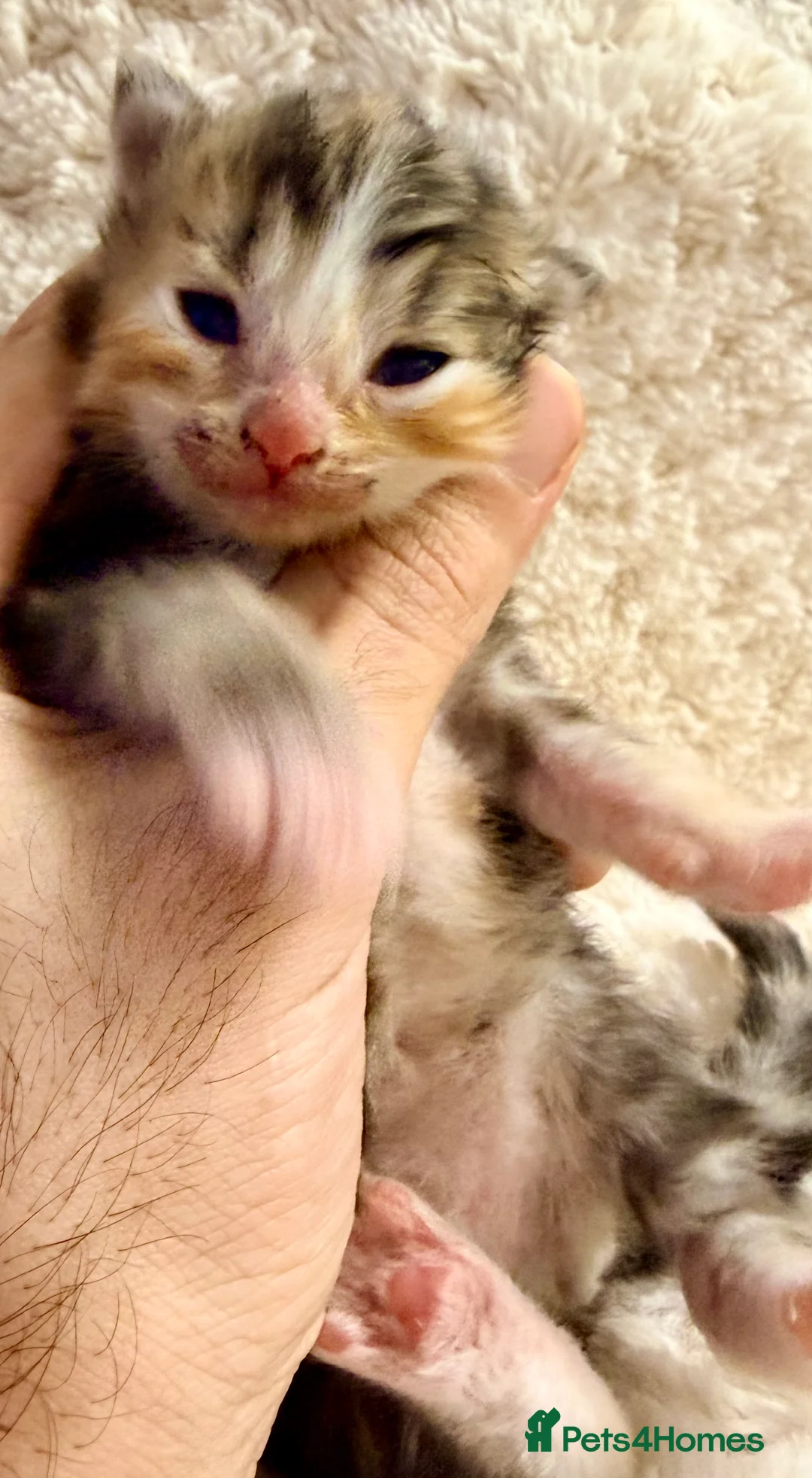 Siberian cats for sale: ✨ Stunning Siberian Neva Masquerade Kittens ✨ - Advert 3