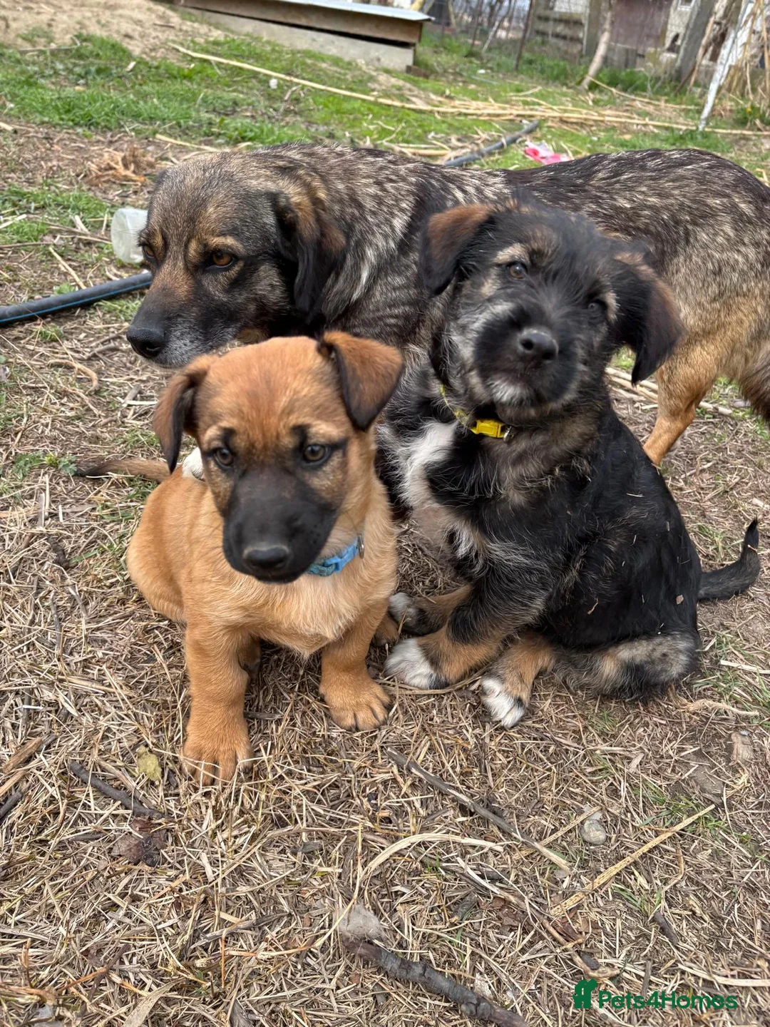 Mixed Breed dogs for adoption: BLUE, a Lovely Puppy Boy - for a Loving Home in Nottingham - Advert 35