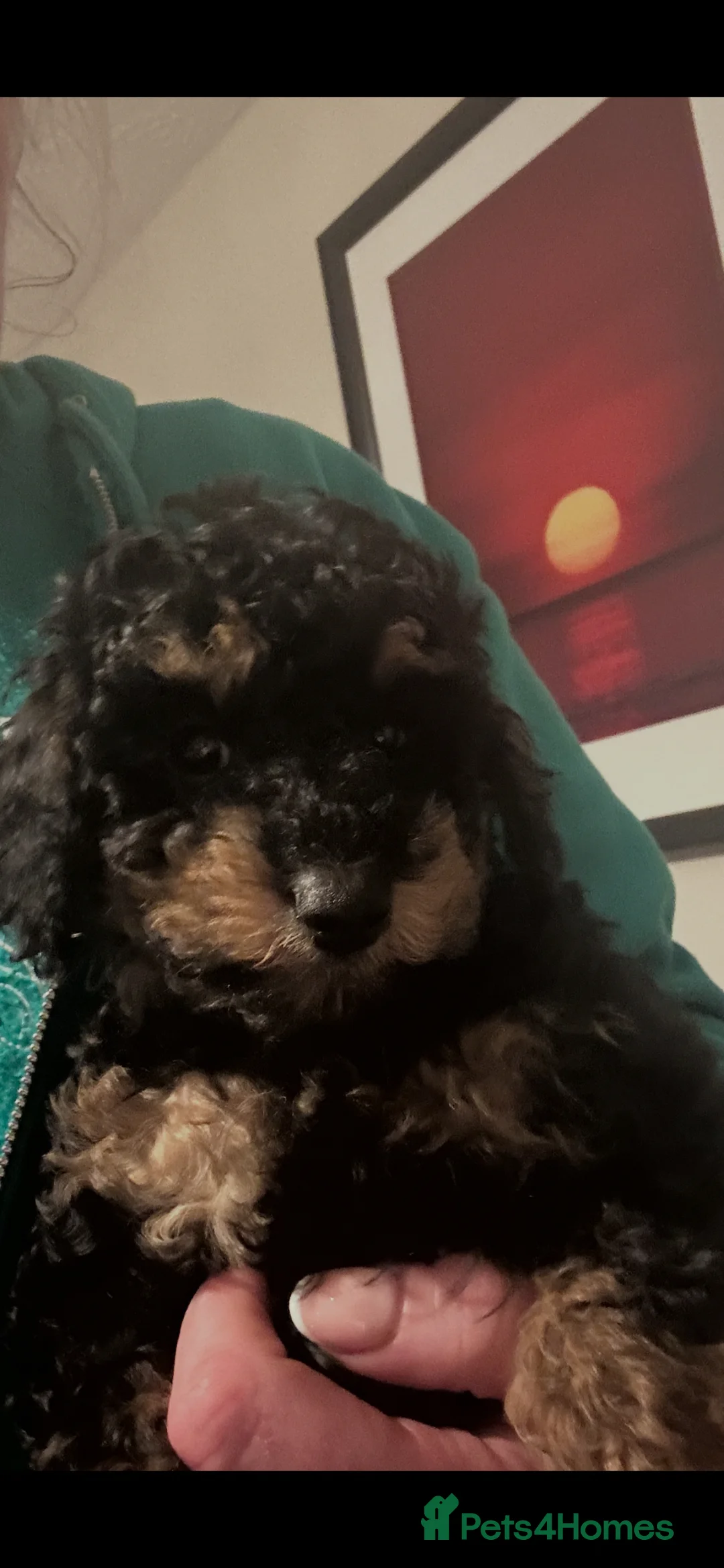 Toy Poodle dogs for sale: Kc Health Tested Phantom Toy Poodle - Advert 2