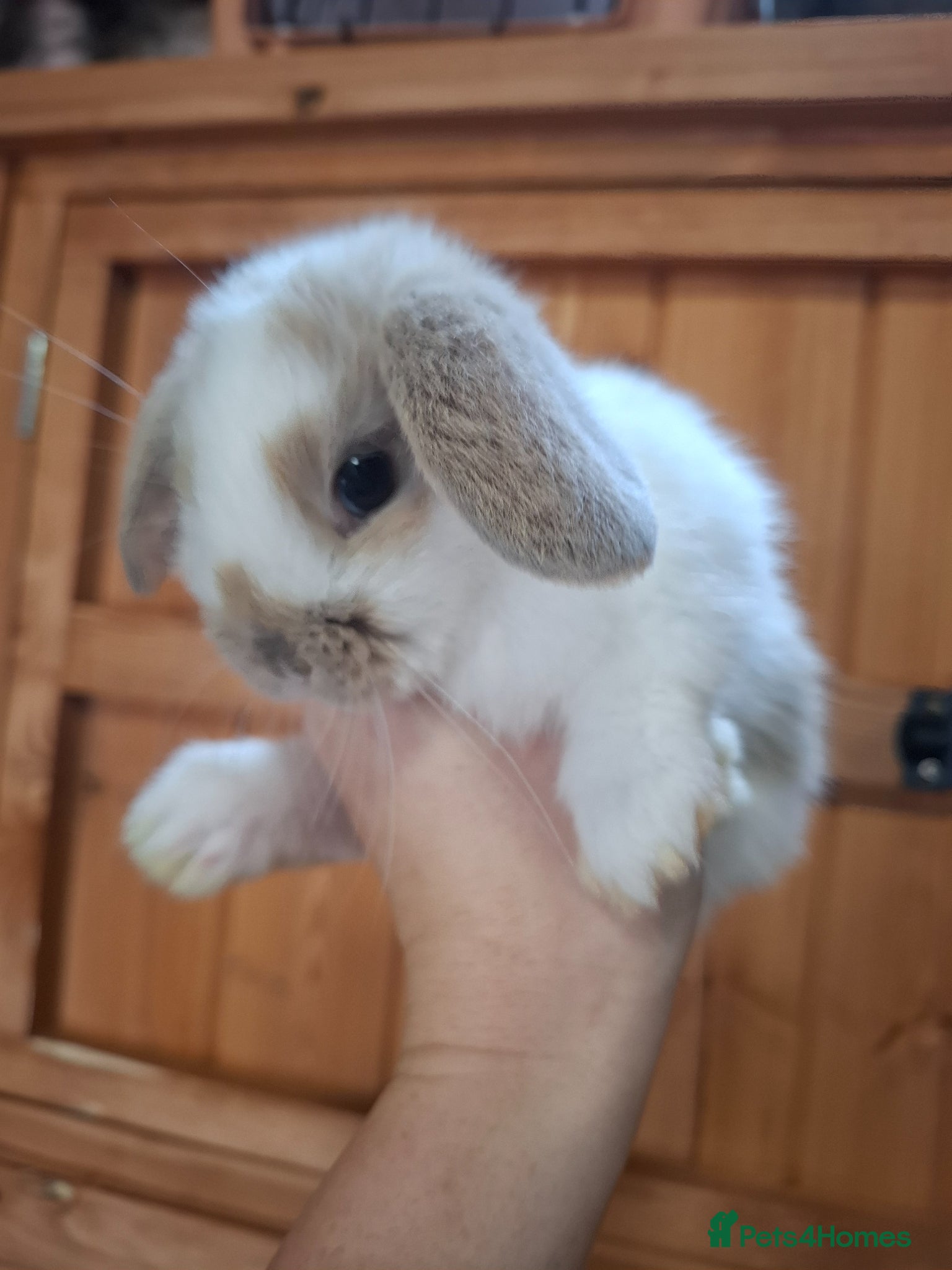 Mini Lop rabbits Mini lop bunnies  - Advert 3
