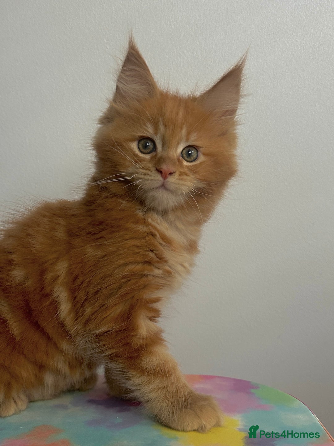 Maine Coon cats for sale: Beautiful Maine Coon x Ragdoll kittens 😻 - Image 7