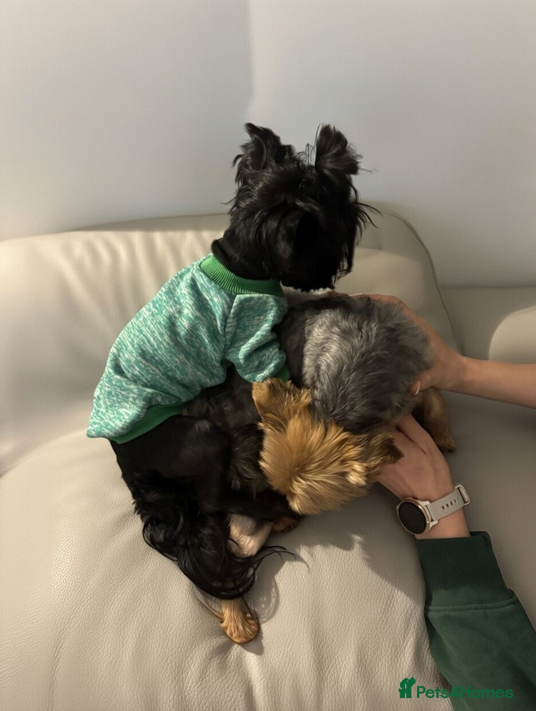 Yorkshire Terrier dogs for stud: Yorkshire terrier pedigree black stud boy 2.2kg - Advert 4