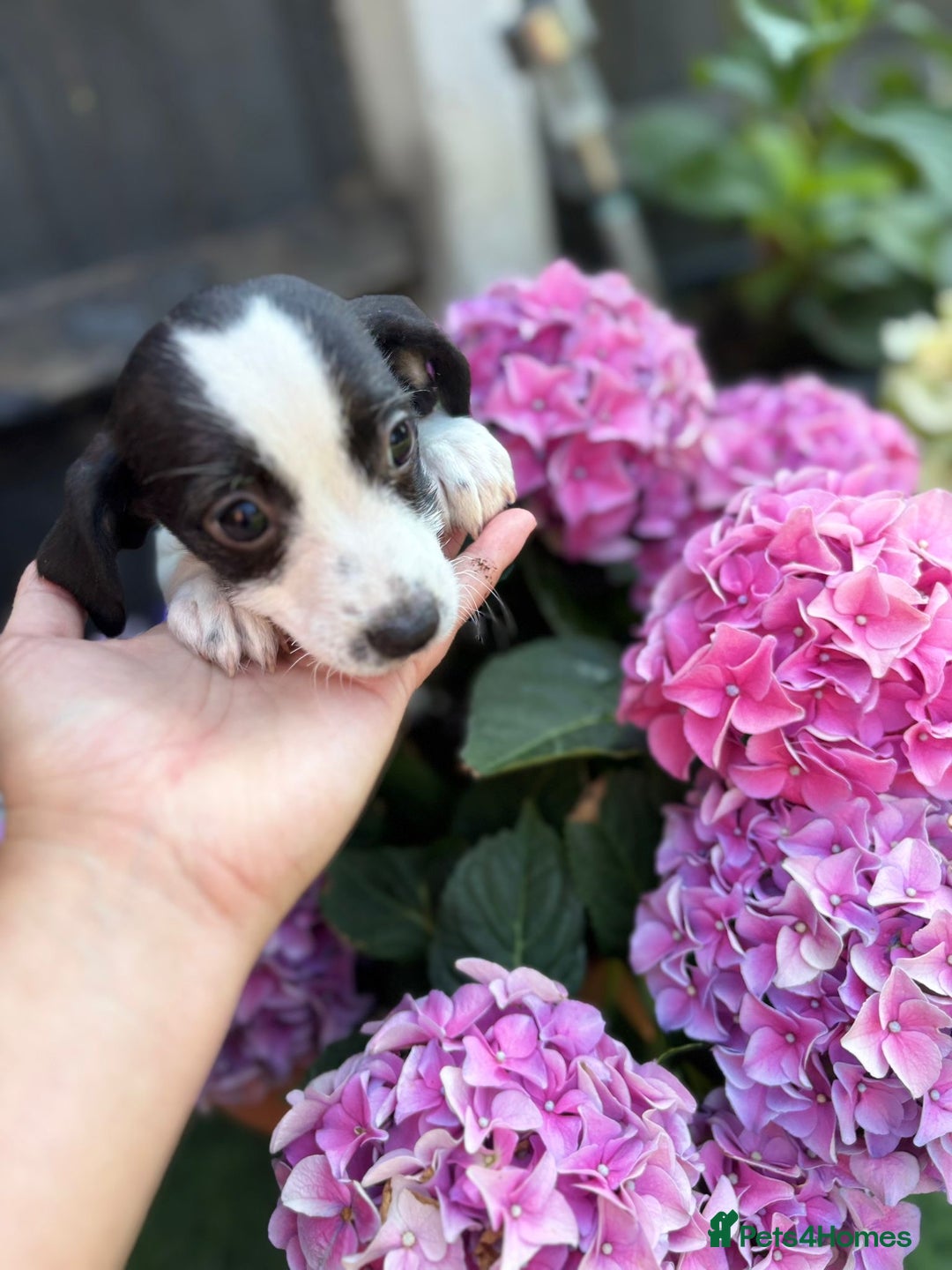 Jack Russell dogs for sale: 2 beautiful Jack Russell puppy girls left  - Image 4