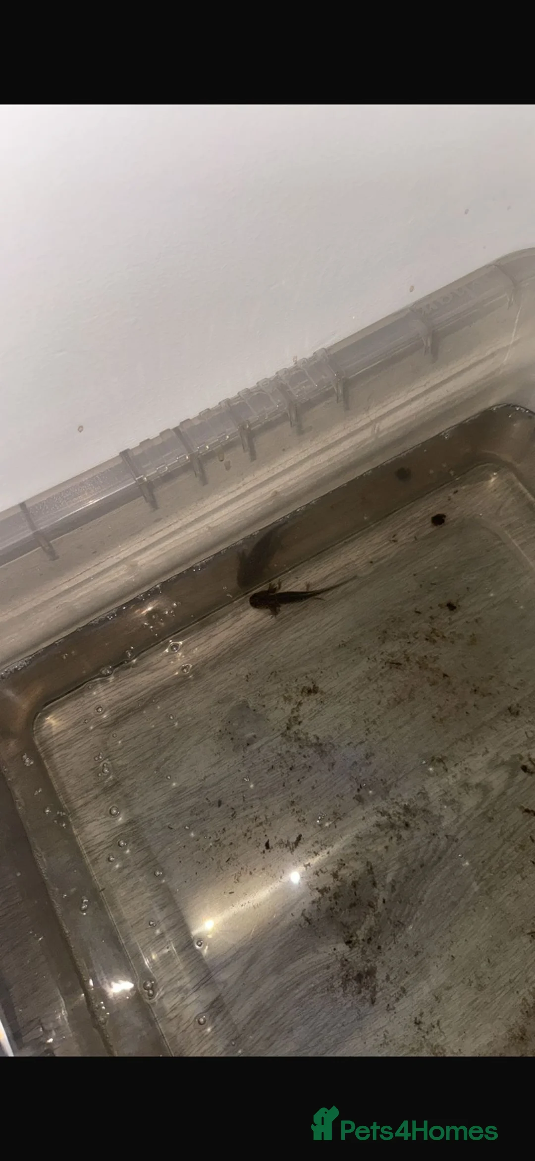 Axolotl reptiles for sale: Baby axoltols  - Advert 2