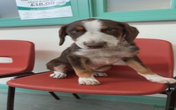 Mixed Breed dogs for sale: Mixed Breed Pup  - Image 4