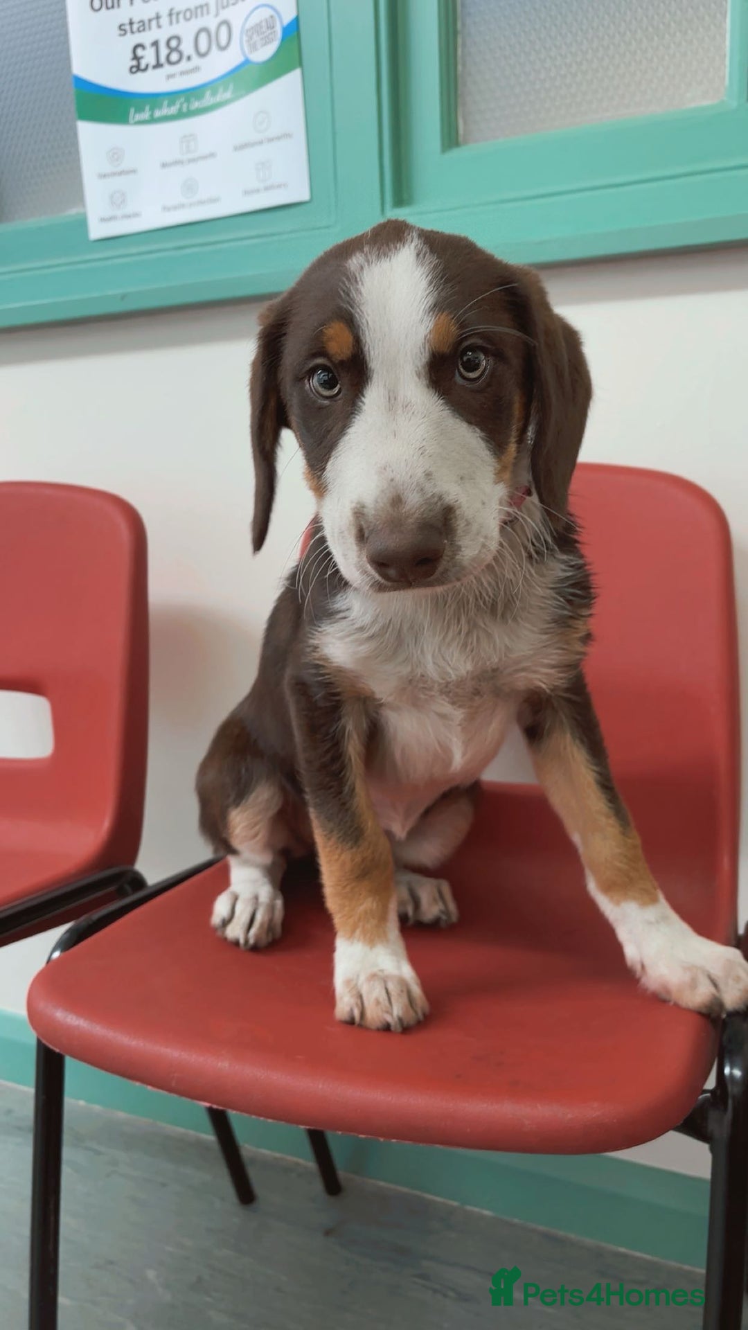 Mixed Breed dogs for sale: Mixed Breed Pup  - Image 4