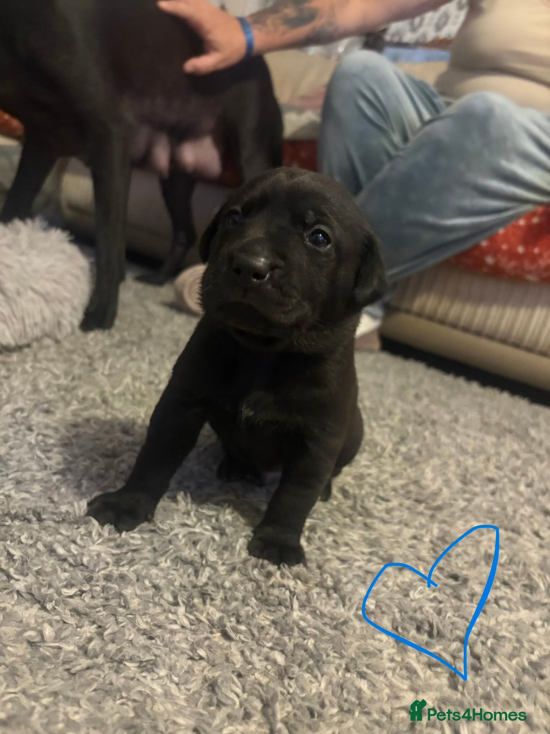 Mixed Breed dogs for sale: Beautiful Labrador x staffy puppies - Advert 2