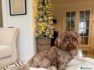 Shih Tzu dogs Chocolate Shih Tzu for Stud - Advert 20